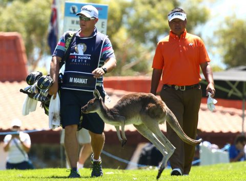 PERTH, AUSTRALIA - FEBRUARY 25: A kangaroo jumps accross the 10th fairway in front of Mardan Mamat of Singapore during day one of the 2016 Perth International at Lake Karrinyup GC on February 25, 2016 in Perth, Australia. (Photo by Paul Kane/Getty Images)