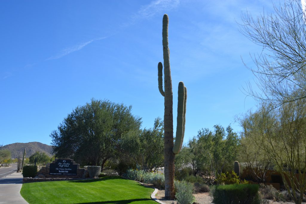 Überragend – beim Golfurlaub in Arizona muss man auf so manchen Plätzen die auf Riesenkakteen, sogenannte Saguaros, auch mal umspielen. Foto: I.v.Wilcke
