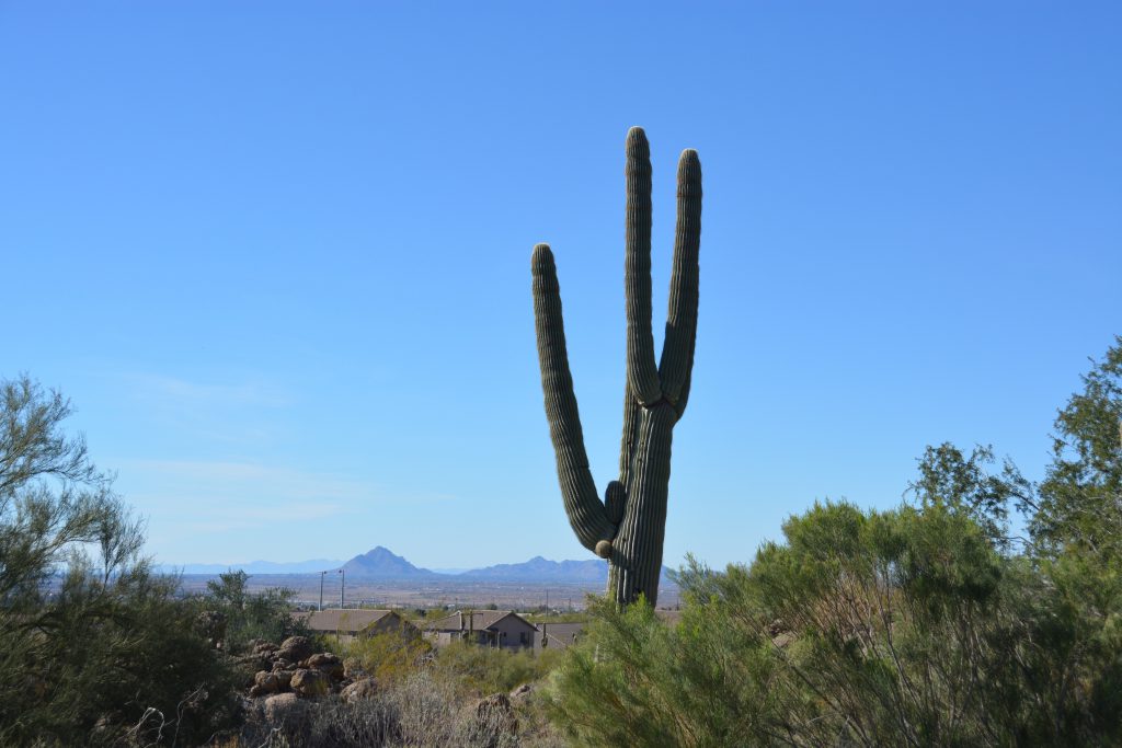 Blick von Grün 4 Richtung Valley of the Sun im Las Sendas Golf Club. Foto: I.v.Wilcke