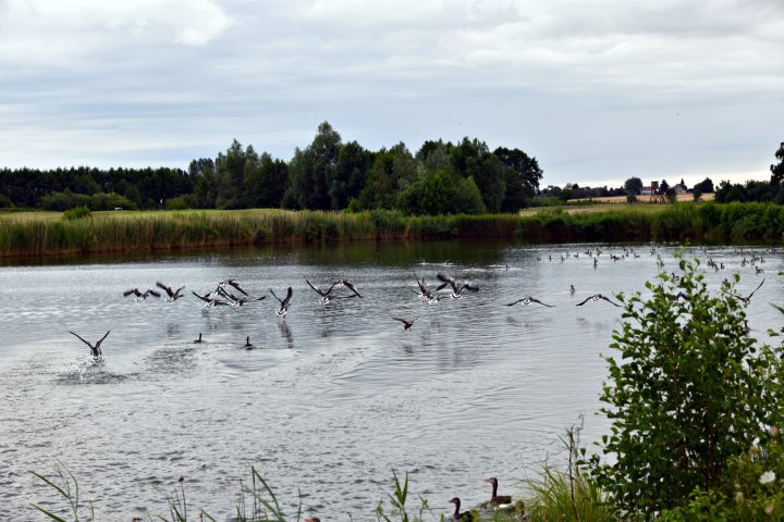 Naturspektakel im Fleesensee. (Foto: Elke A. Jung-Wolff)