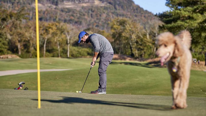 Golfen mit Hund: Nicht angeleint - kein gutes Vorbild!