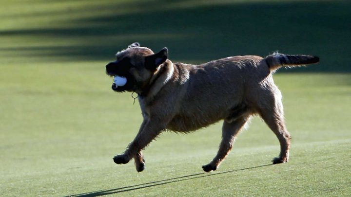 Golfen mit Hund: Dem Tour-Pro Paul Casey wurde mal von einem Zuschauerhund sein Ball geklaut - der Engländer nahm's dennoch mit Humor (©GettyImages).