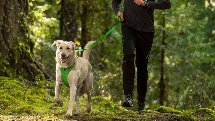 Golfen mit Hund: Hundegeschirr von Ruffwear.