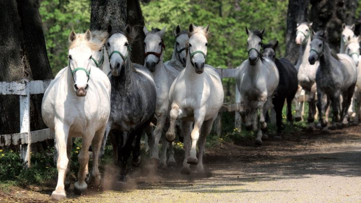 Edelschimmel Die Lipizzaner. einst bevorzugte Fortbewegungsmittel der Habsburger, stammen aus dem Westen Sloweniens.