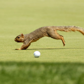 Eichhörnchen stoppt Golfball