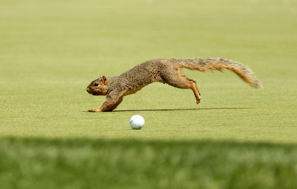 Eichhörnchen stoppt Golfball