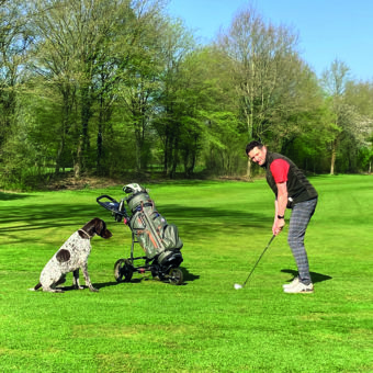 Hunde auf dem Golfplatz.