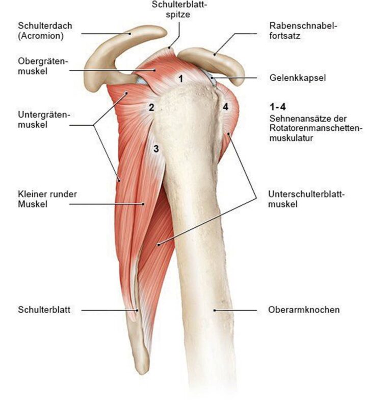 Golf-Physio