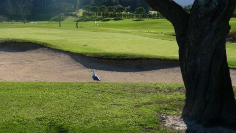 Golf Son Muntaner wurde entworfen von Kurt Rossknecht und eröffnete zum Beginn des Jahrtausends.