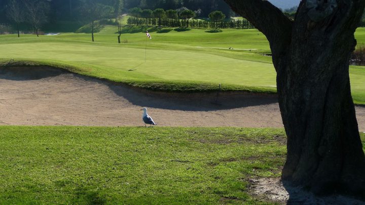 Golf Son Muntaner wurde entworfen von Kurt Rossknecht und eröffnete zum Beginn des Jahrtausends.