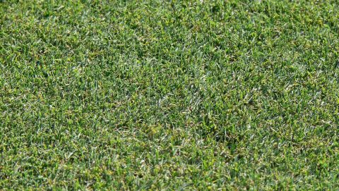 ... über die Fairways, die idealerweise so schön wie hier in Valderrama aussehen sollten, ...