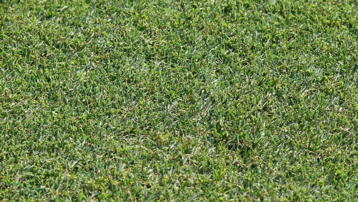 ... über die Fairways, die idealerweise so schön wie hier in Valderrama aussehen sollten, ...