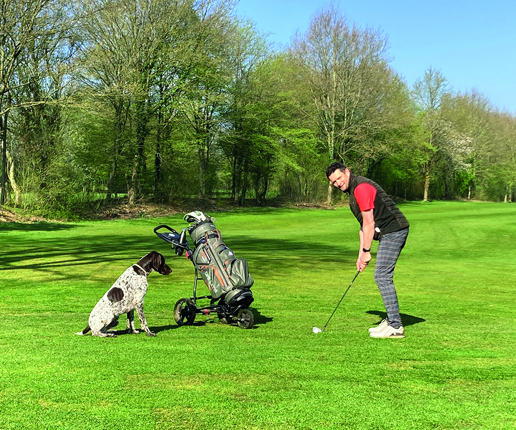 Hunde auf dem Golfplatz.